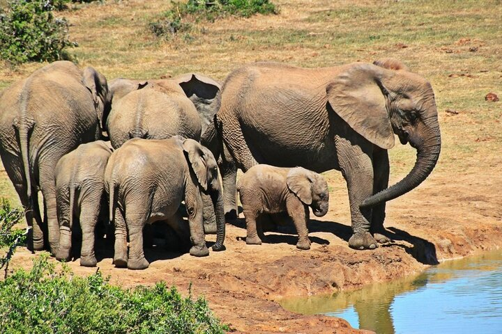 2 Days Private Tour in iSimangaliso Wetland Park and Hluhluwe - Photo 1 of 12